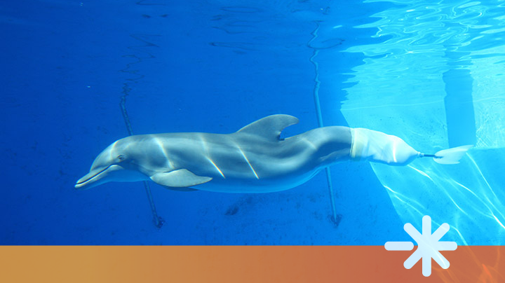 Winter: Prosthetic Tail Helps Baby Dolphin Swim Again